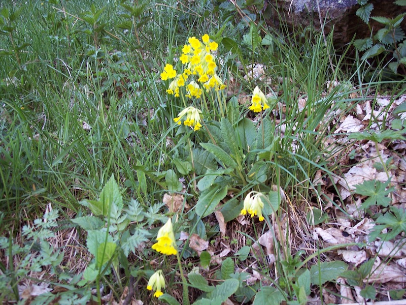 Escursione primaverile a Gressoney st.Jean V.Aosta