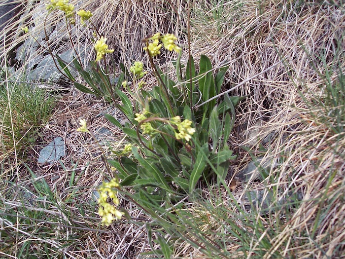 Escursione primaverile a Gressoney st.Jean V.Aosta