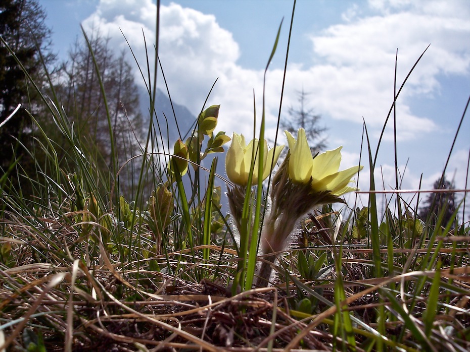 Escursione primaverile a Gressoney st.Jean V.Aosta