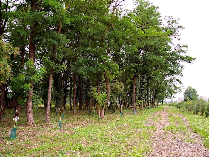 PASSEGGIATA NEL PARCO A CESANO BOSCONE