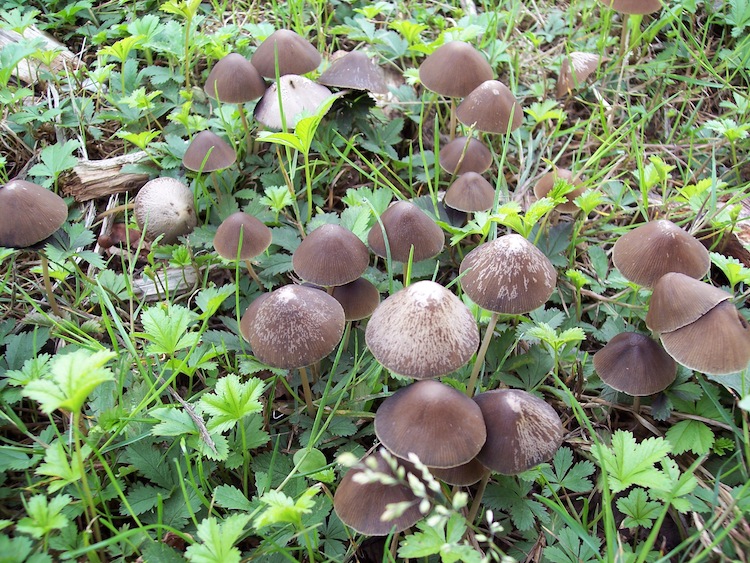 PASSEGGIATA NEL PARCO A CESANO BOSCONE