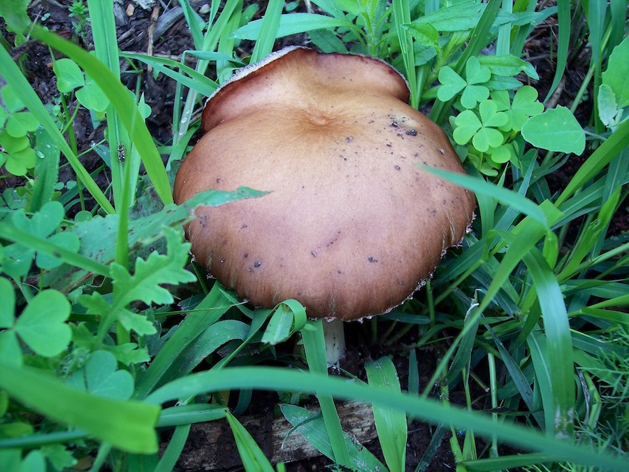 PASSEGGIATA NEL PARCO A CESANO BOSCONE