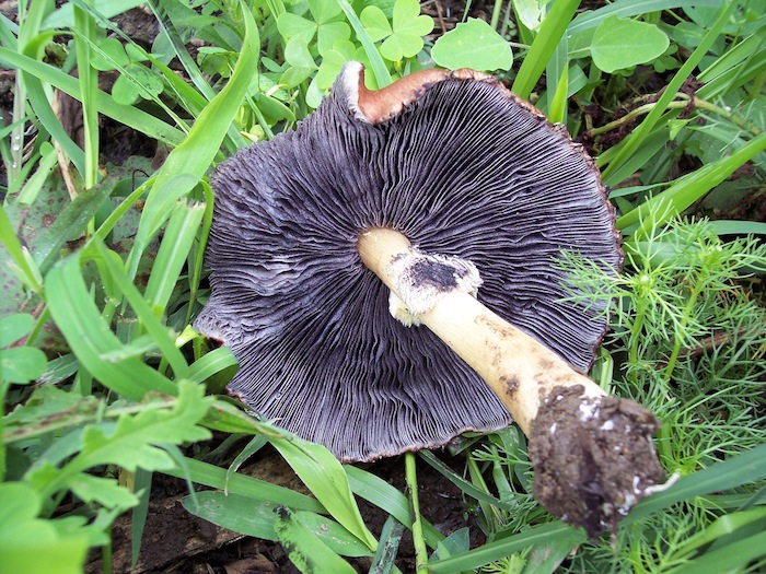 PASSEGGIATA NEL PARCO A CESANO BOSCONE