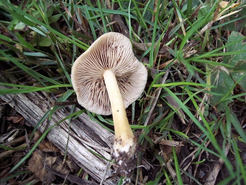 PASSEGGIATA NEL PARCO A CESANO BOSCONE