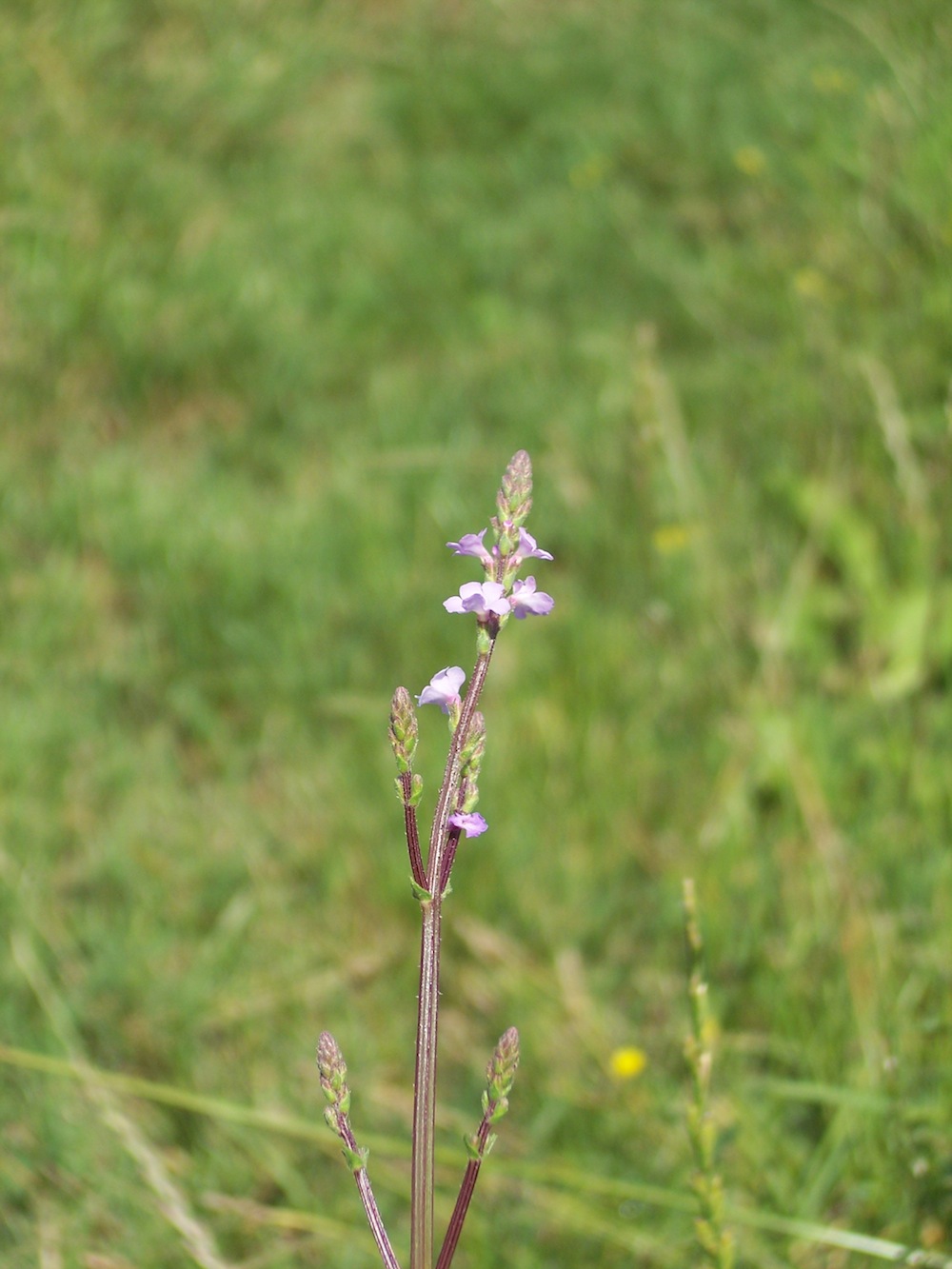 Verbena officinalis