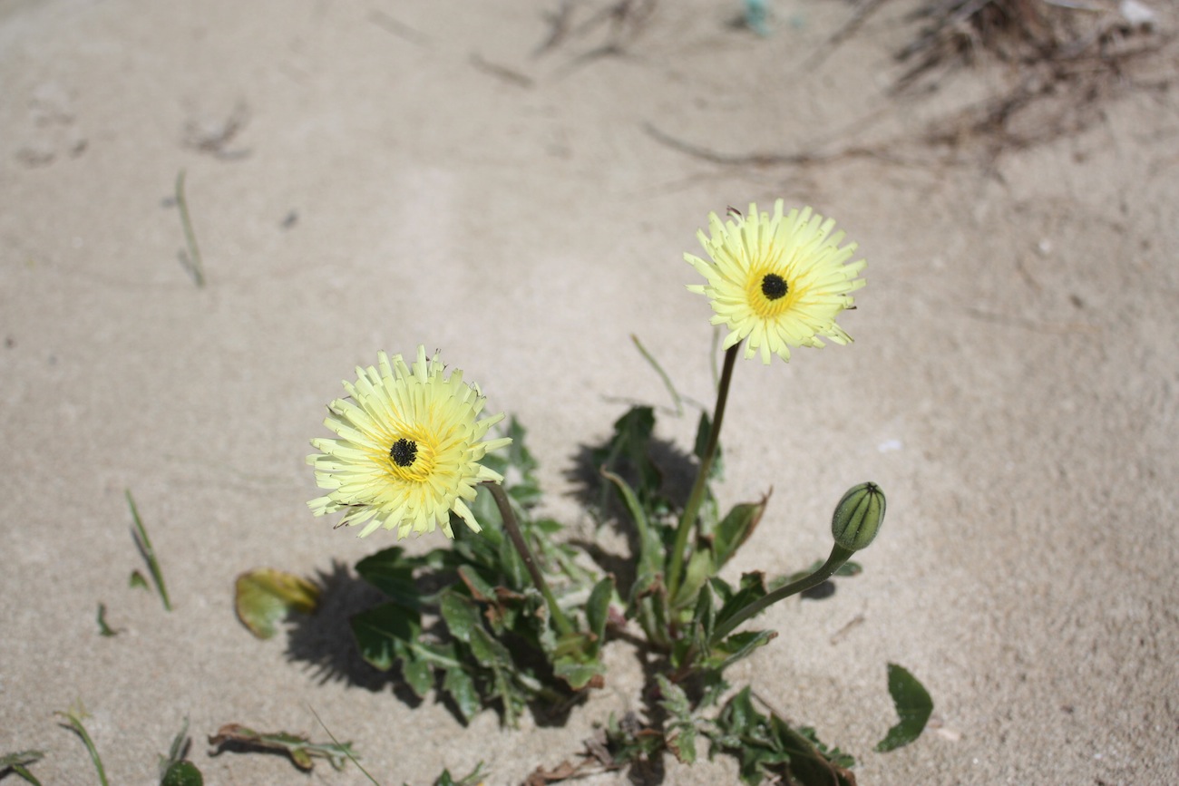Week end in Puglia  X scoprire i fiori delle dune