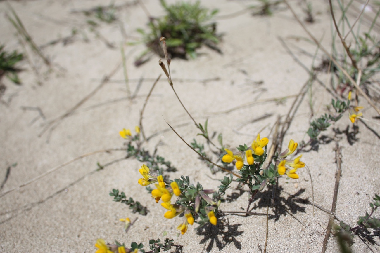 Week end in Puglia  X scoprire i fiori delle dune
