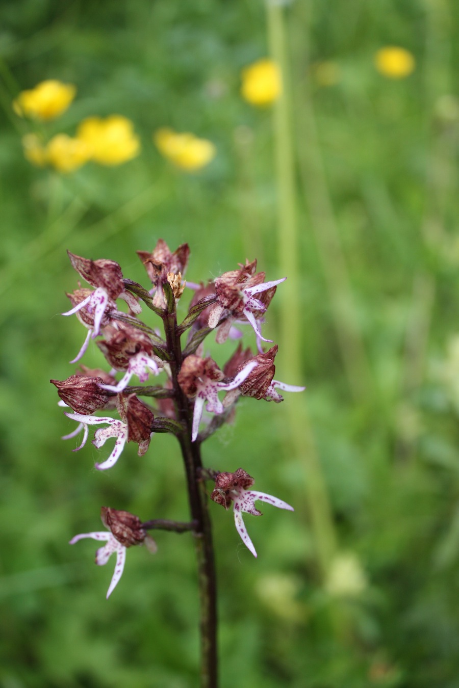 Ibrido di O.militaris X O. purpurea?