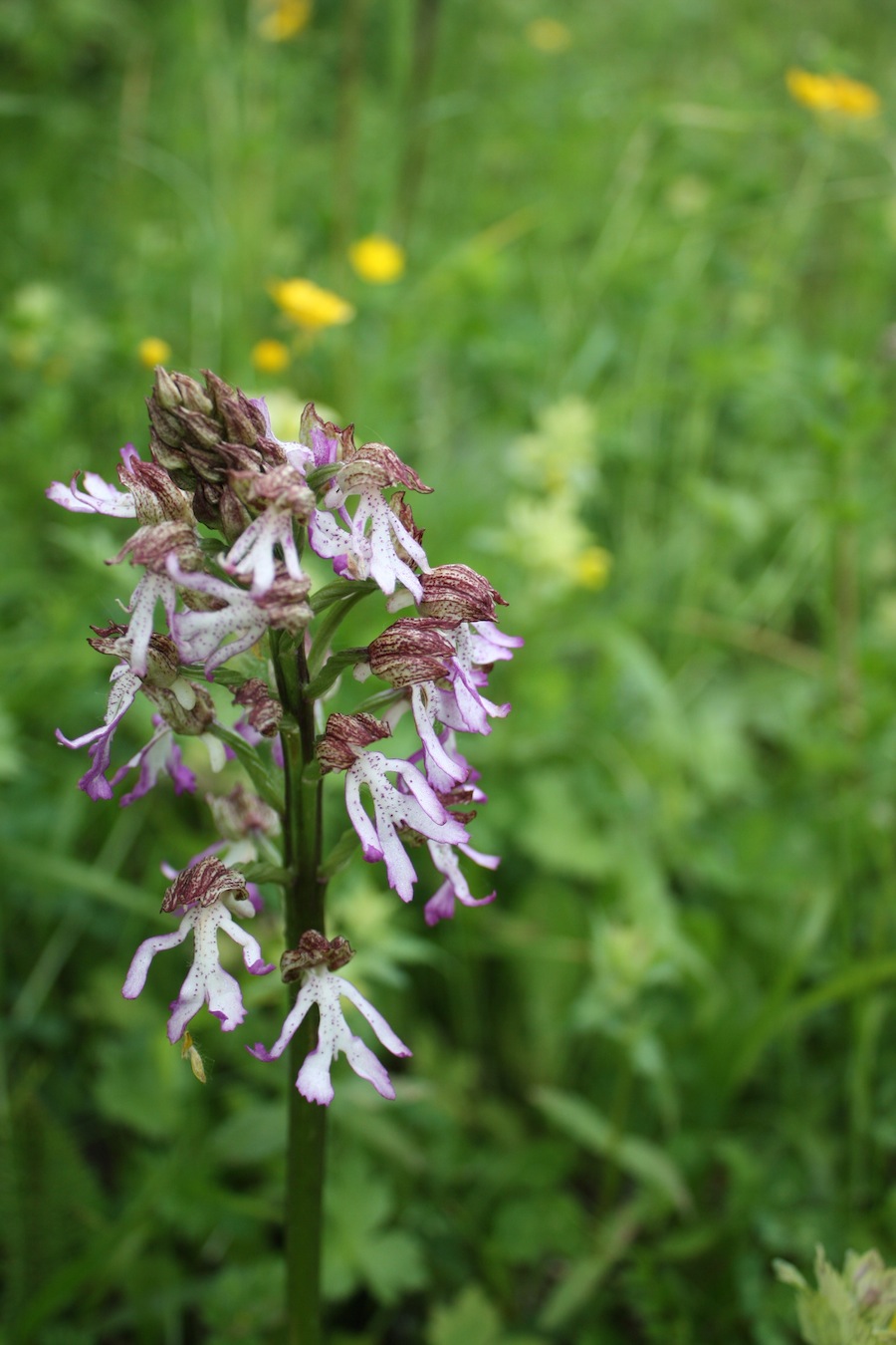 IBRIDO di O.simia x O. purpurea