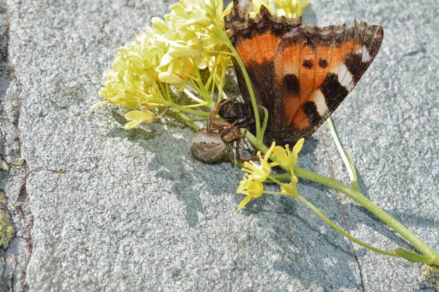 Xysticus sp. che ha predato Aglais urticae