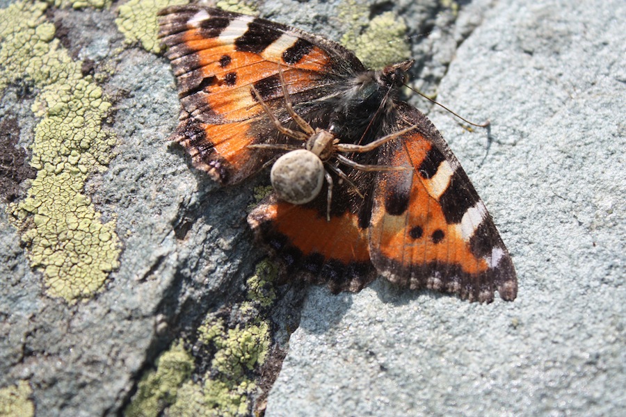 Xysticus sp. che ha predato Aglais urticae