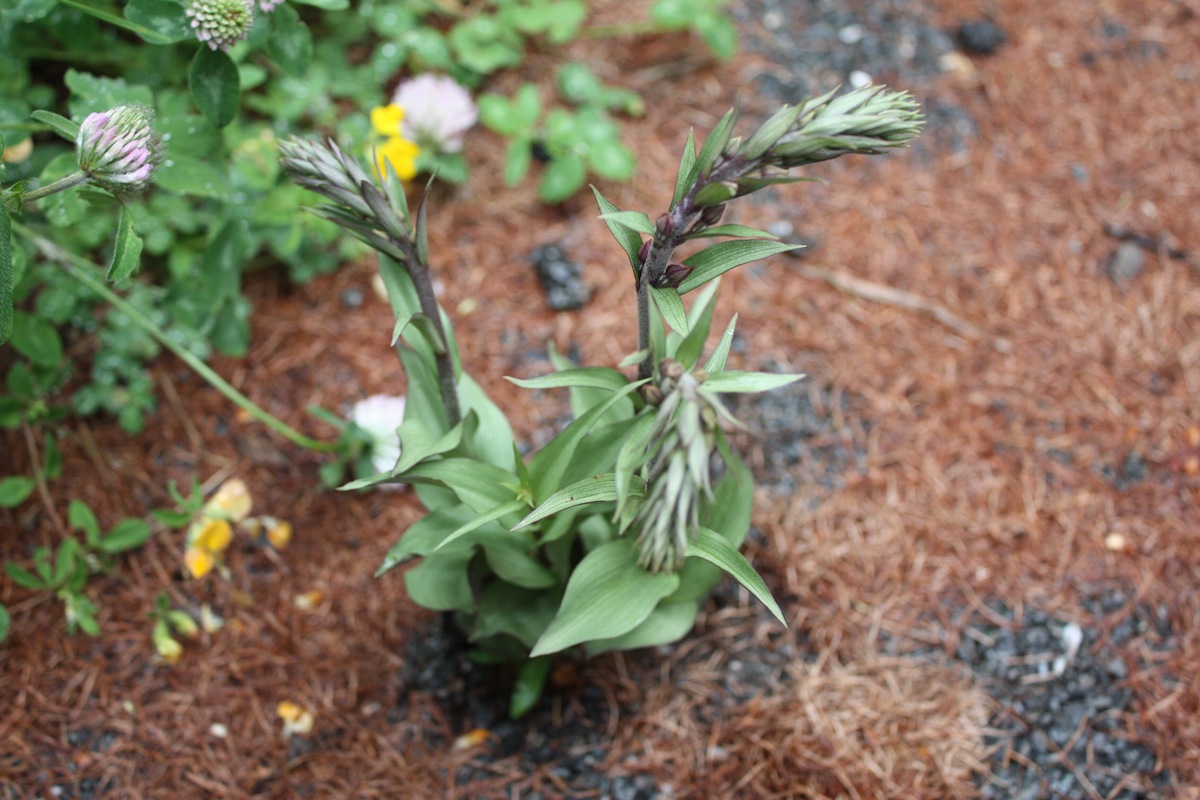 Piantina da determinare - Epipactis sp.