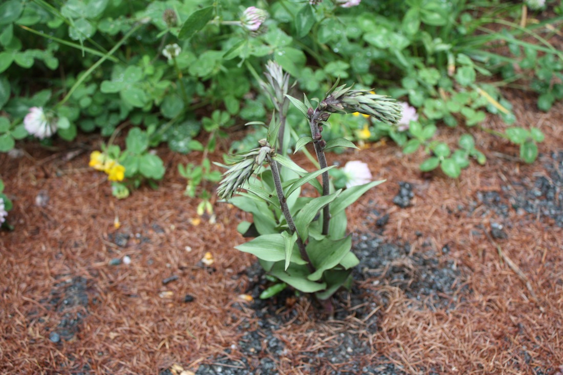 Piantina da determinare - Epipactis sp.