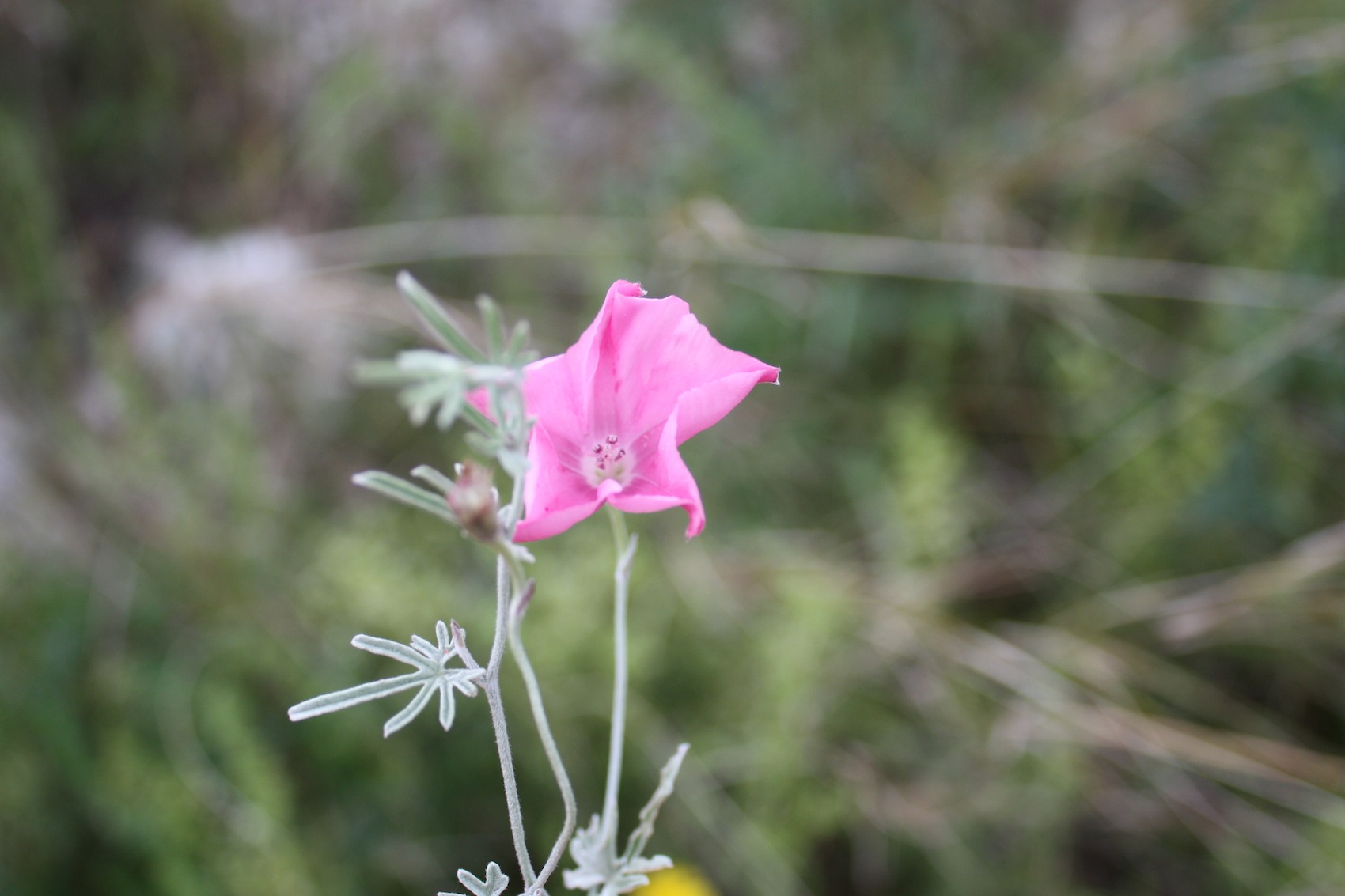 fiori garganici - Convolvulus elegantissimus