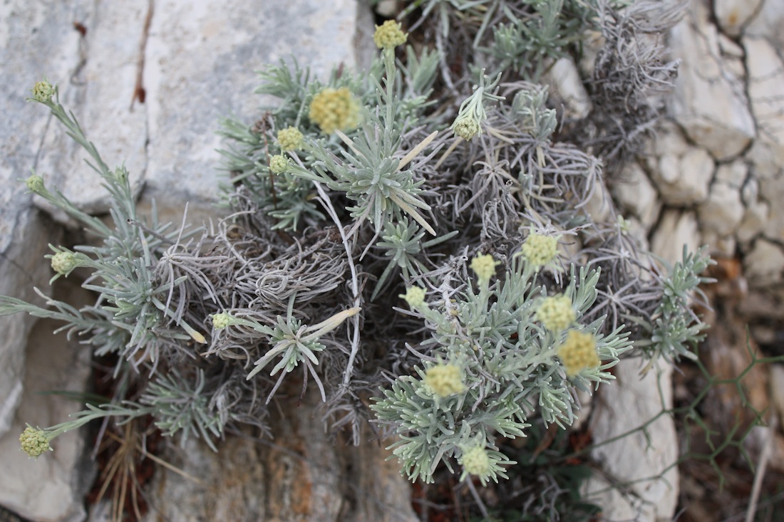 Helichrysum italicum