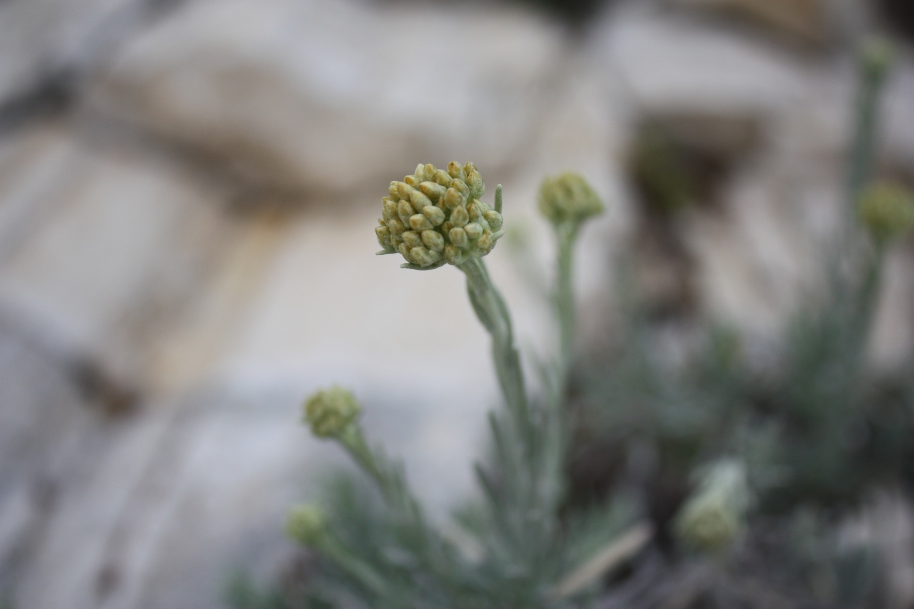 Helichrysum italicum