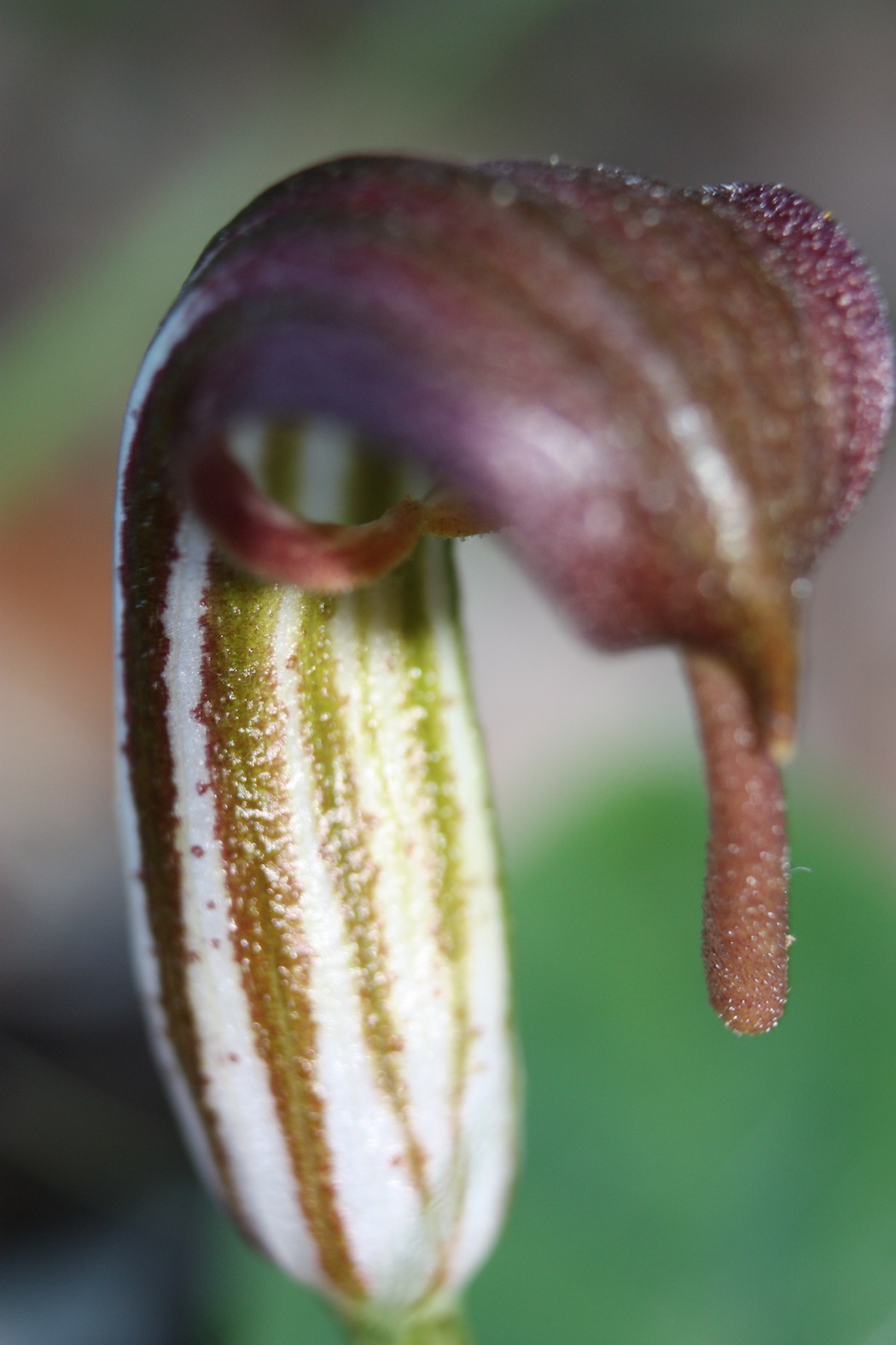 Arisarum vulgare