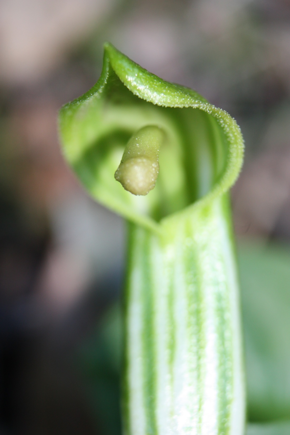 Arisarum vulgare