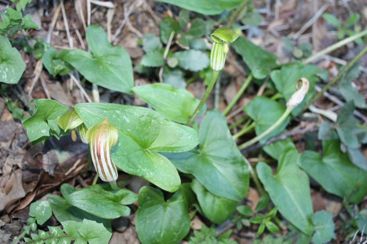 Arisarum vulgare