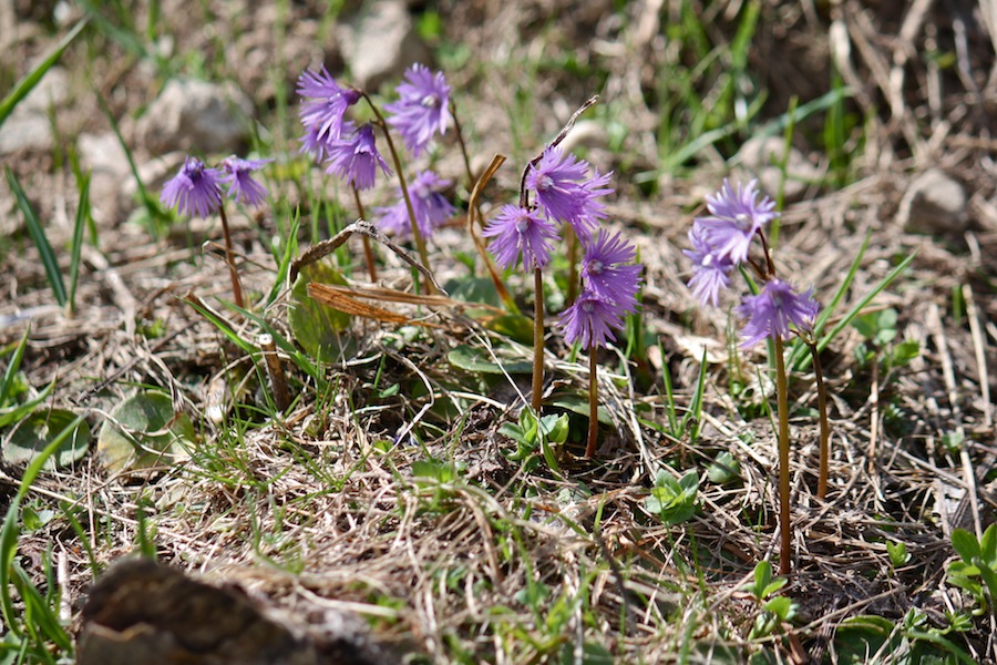 Escursione primaverile a Gressoney st.Jean V.Aosta