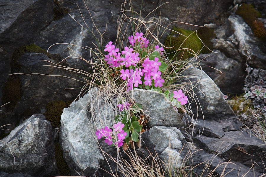 Escursione primaverile a Gressoney st.Jean V.Aosta