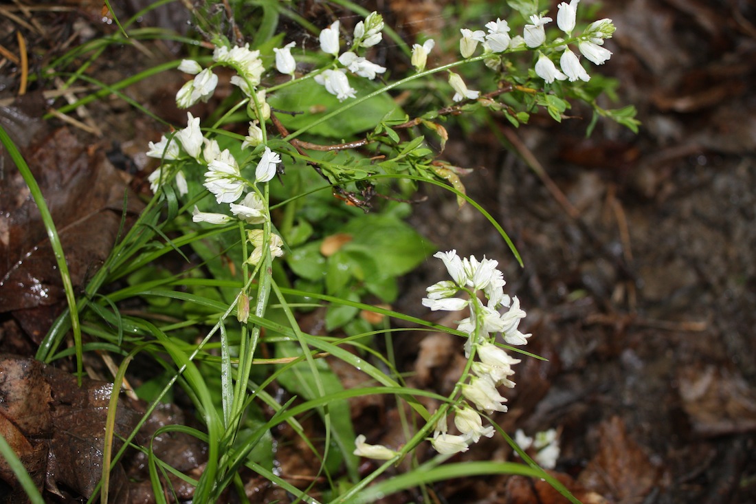 Polygala bianca ?