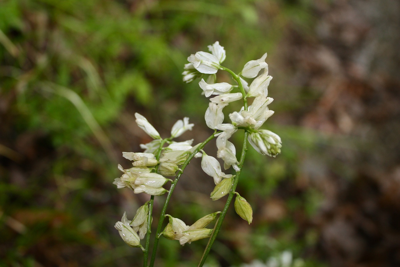 Polygala bianca ?