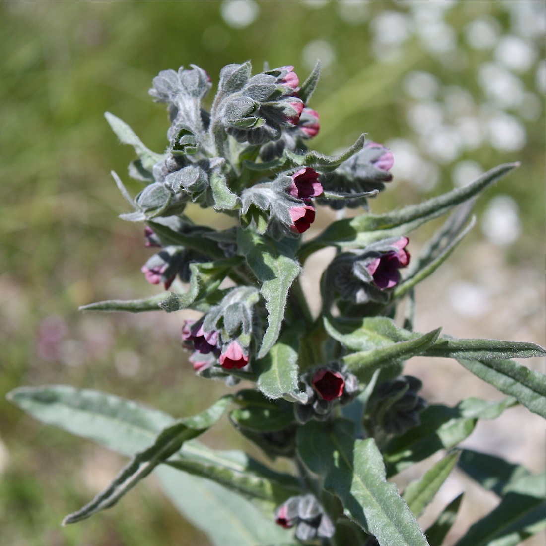 Cynoglossum officinale / Cinoglosso