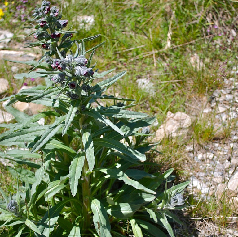 Cynoglossum officinale / Cinoglosso