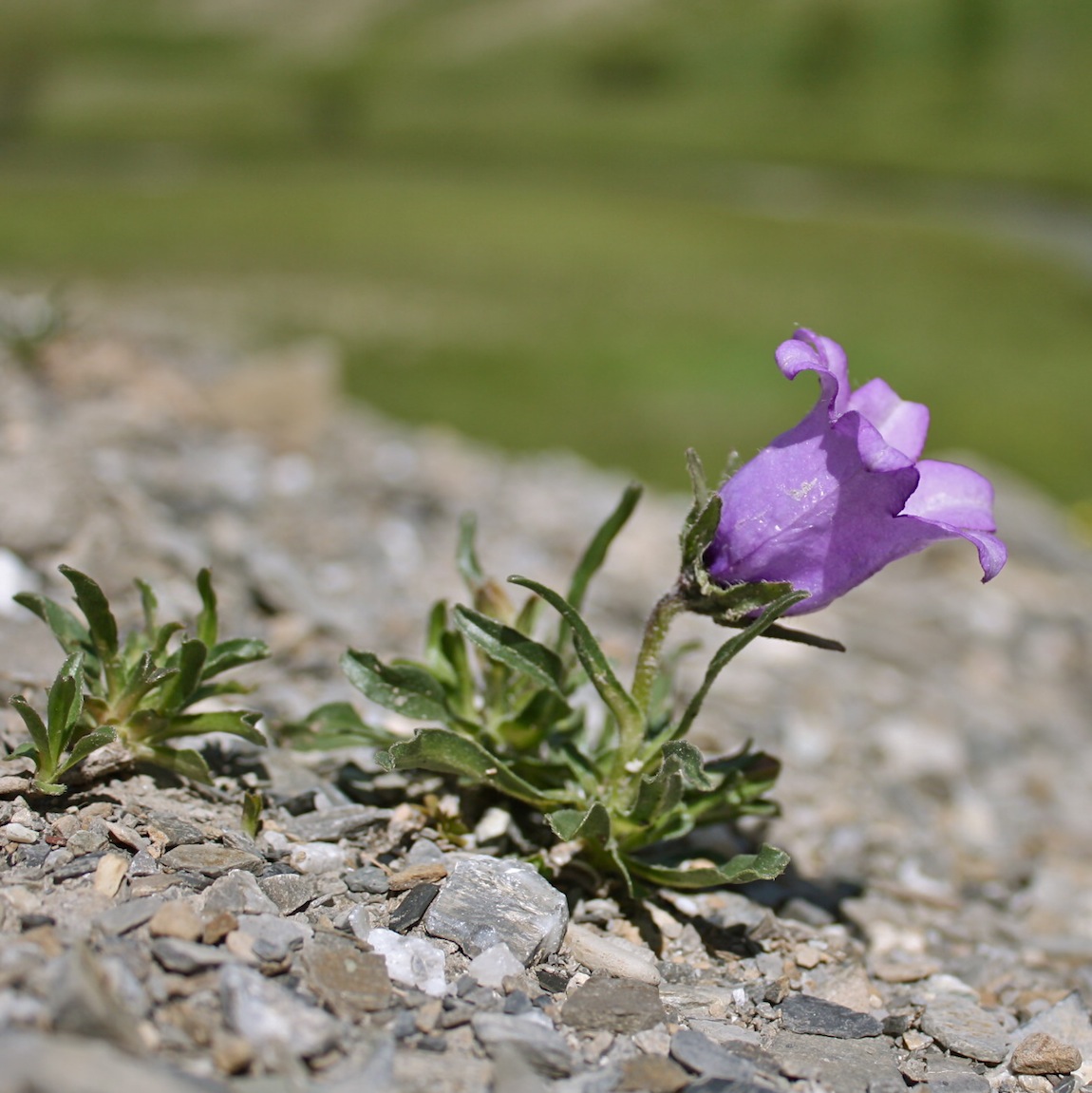 Sempre la settimana botanica sulle Alpi Marittime.