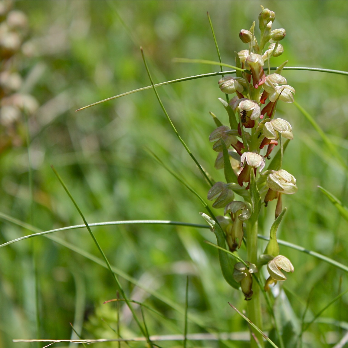 Settimana botanica sulle alpi Marittime fine giugno