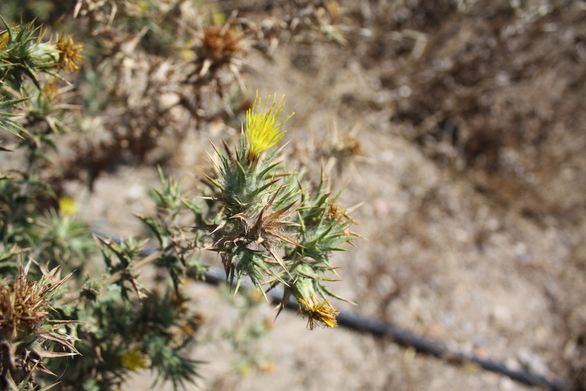 Carthamus lanatus