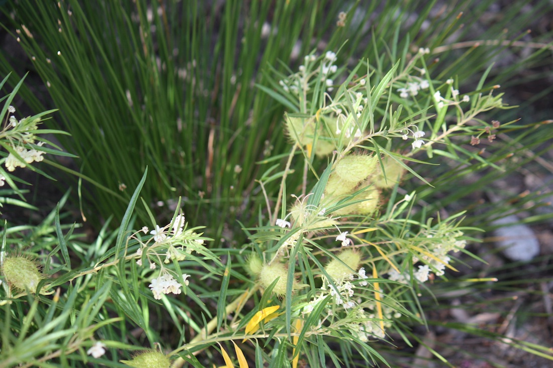 Asclepias fruticosa / Falso cotone