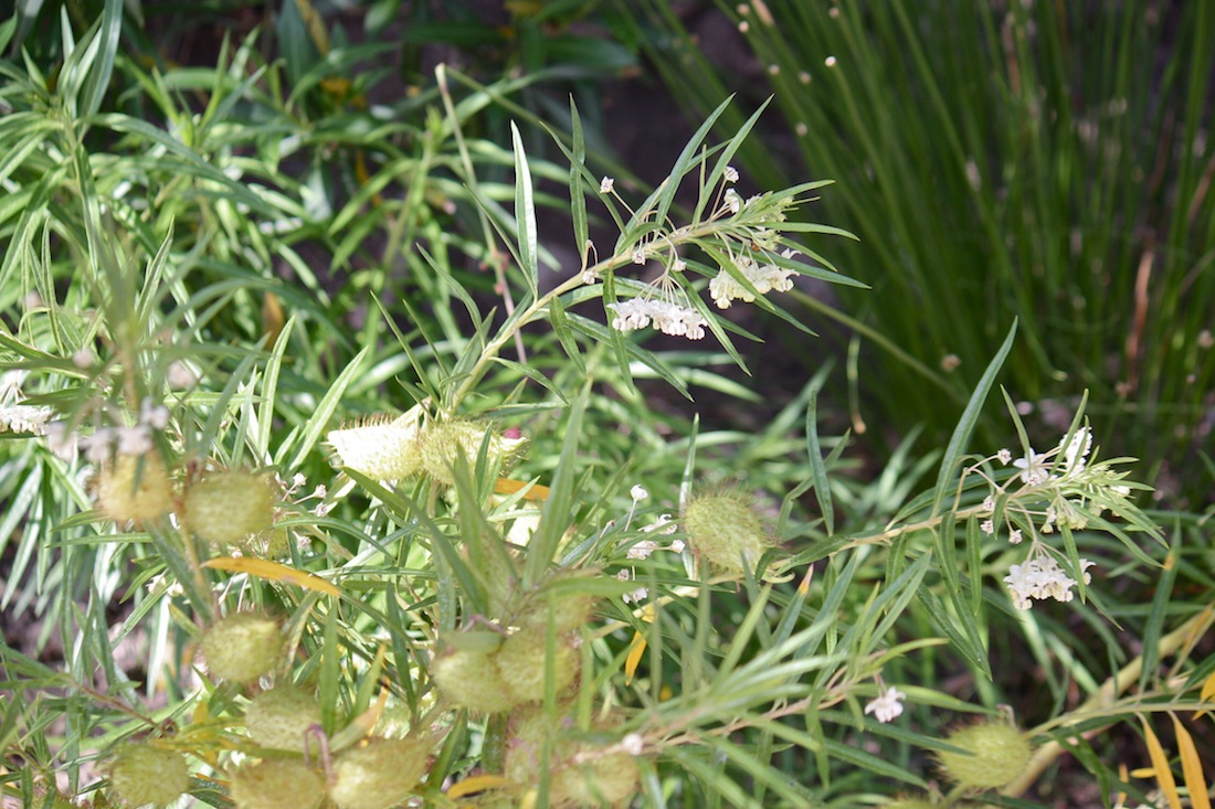 Asclepias fruticosa / Falso cotone