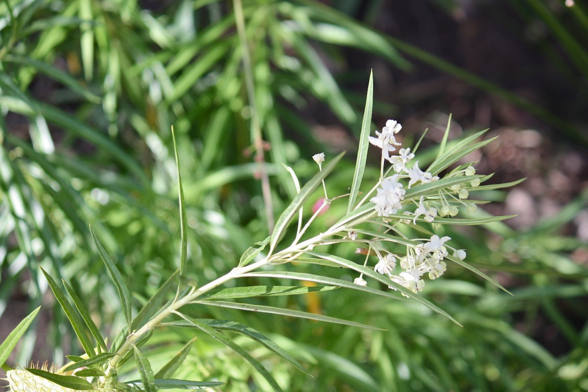 Asclepias fruticosa / Falso cotone