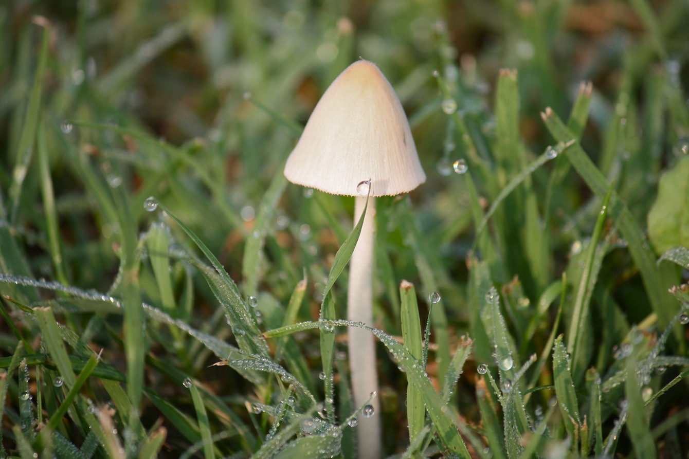 PASSEGGIATA NEL PARCO A CESANO BOSCONE