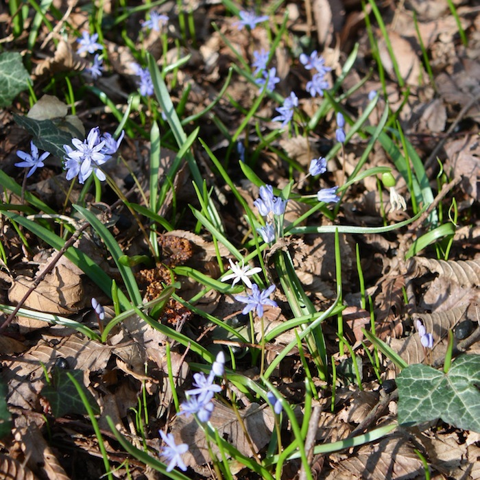 Scilla bifolia apocromica