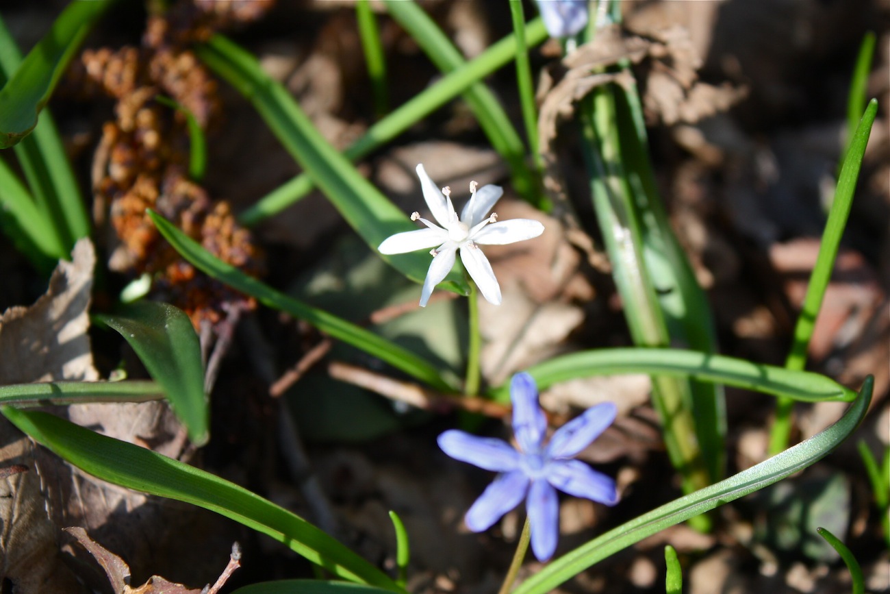 Scilla bifolia apocromica