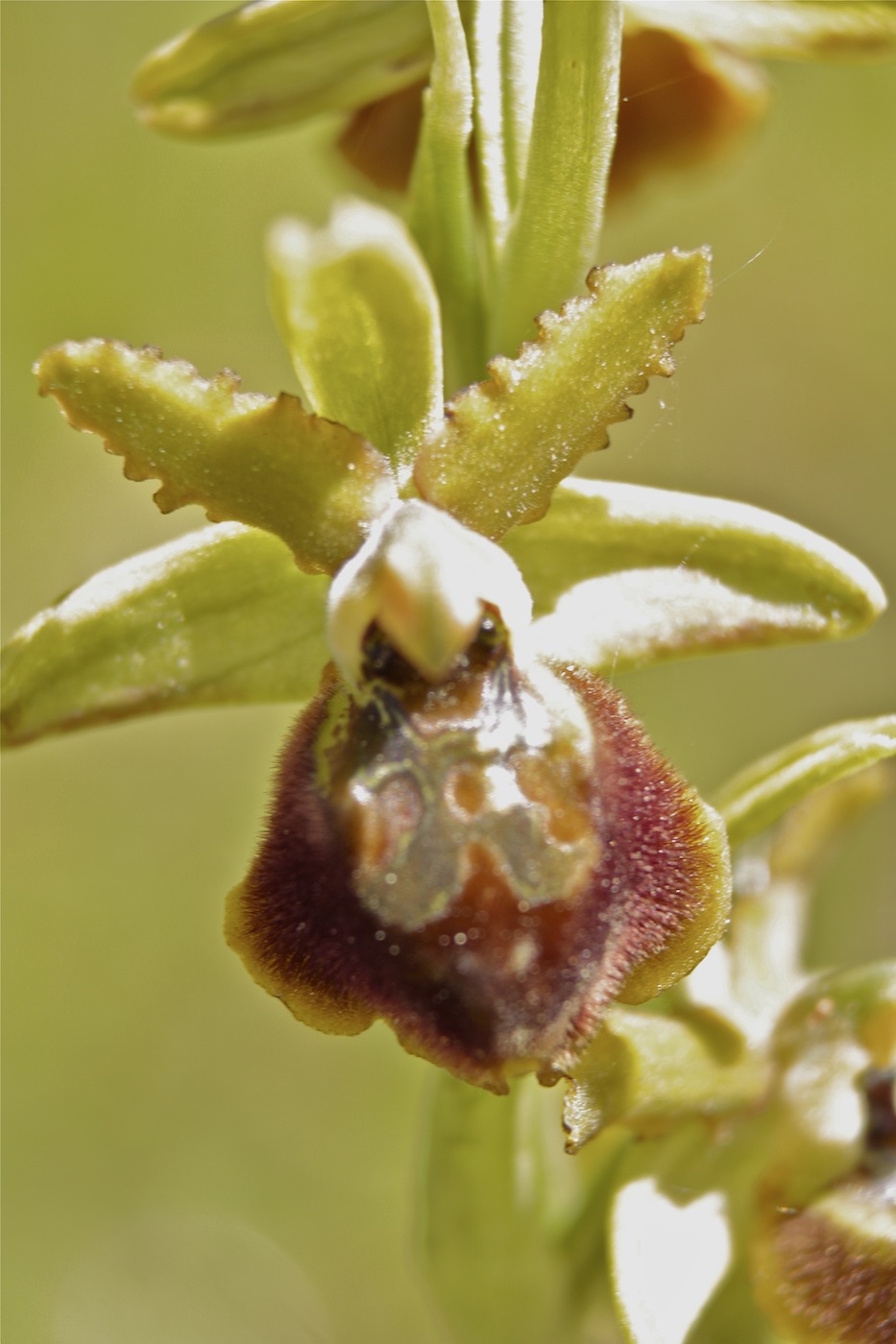 orchidea da determinare