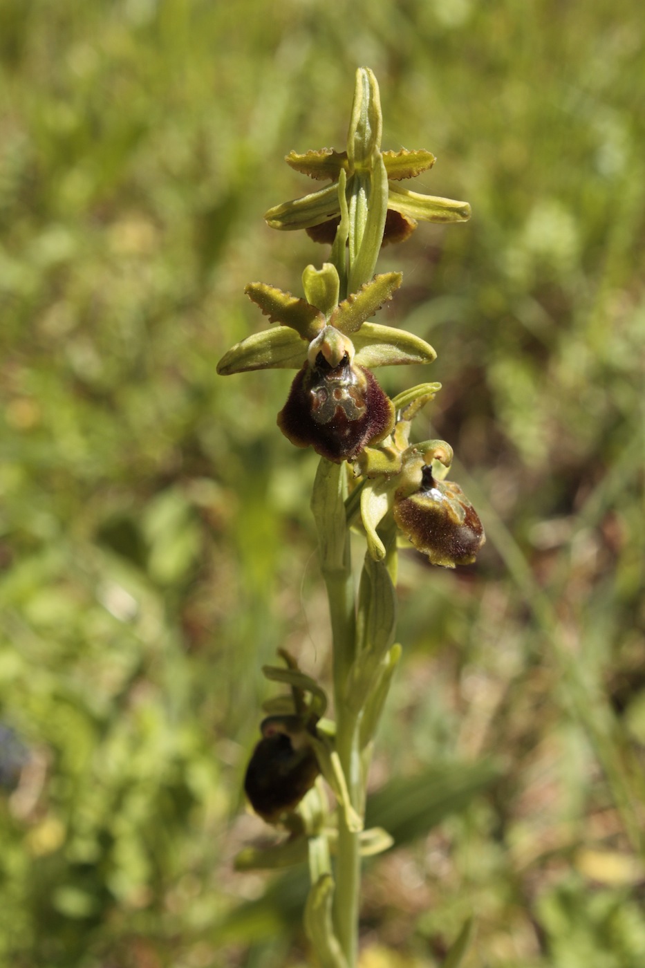 orchidea da determinare