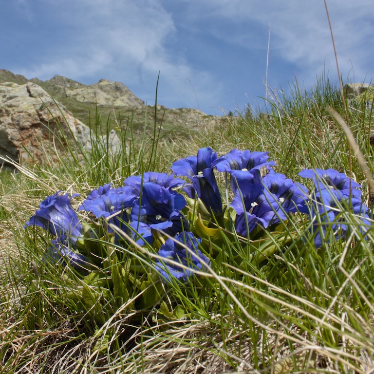 Sempre la settimana botanica sulle Alpi Marittime.