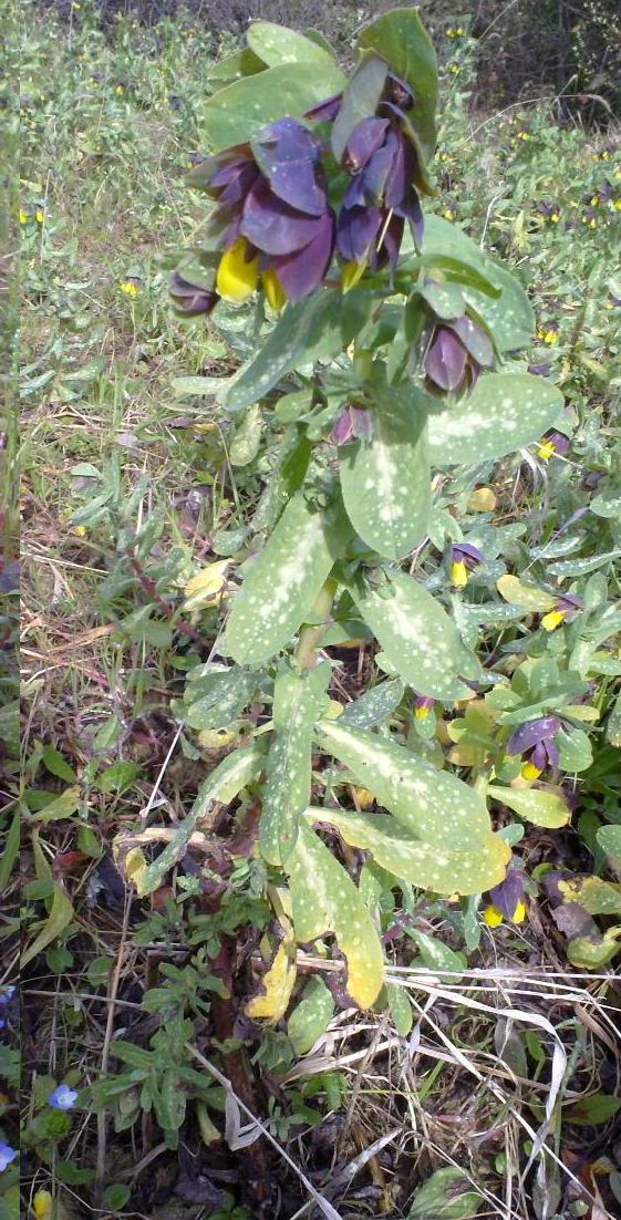 Cerinthe major