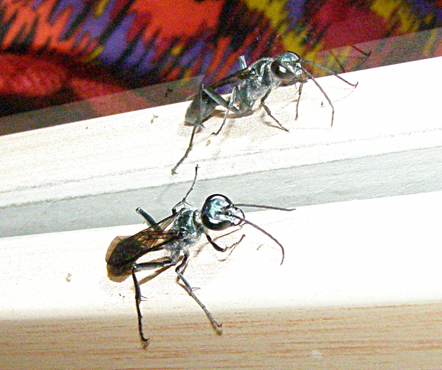 Chalybion  cf. bengalense, (Sphecidae)