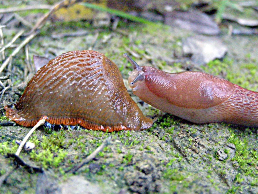 Interazioni tra Limax dacampi e Arion