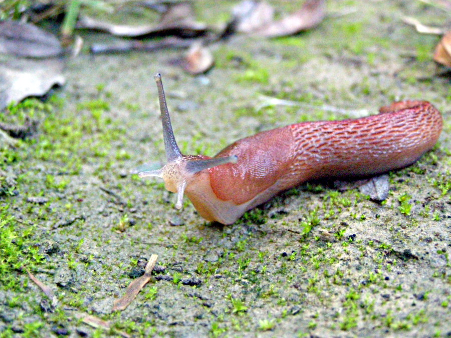 Interazioni tra Limax dacampi e Arion