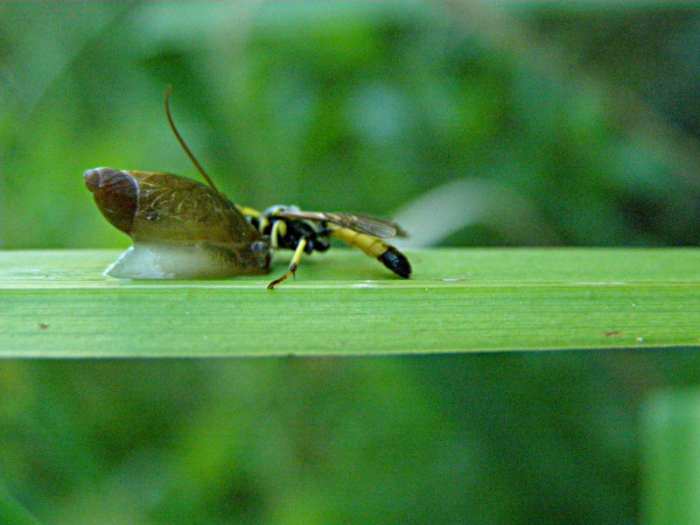 Cfr. Colpotrochia sp. contro Oxyloma elegans... mah?!