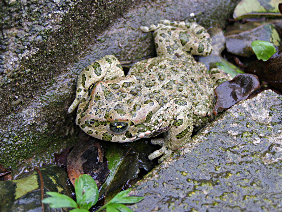 L''avanguardia smeraldina