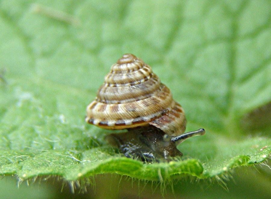 Trochoidea dalla Romagna