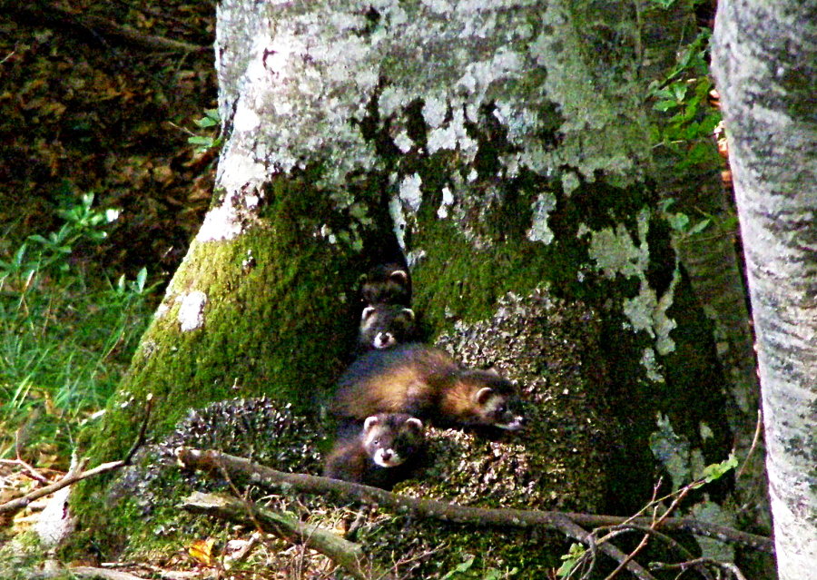 L''allegra brigata (Mustela putorius)