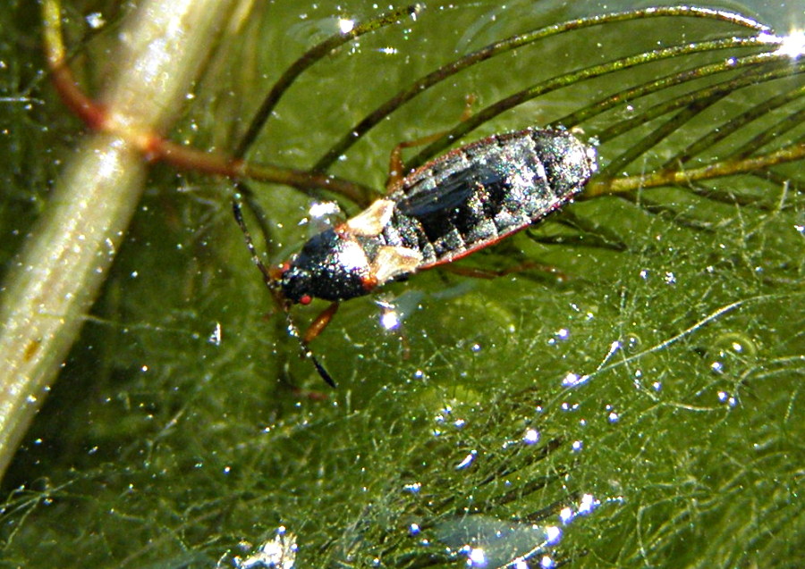 Un  Lygaeidae  semiacquatico da determinare